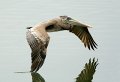_B080860-1 brown pelican